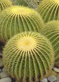 Echinocactus Grusonii